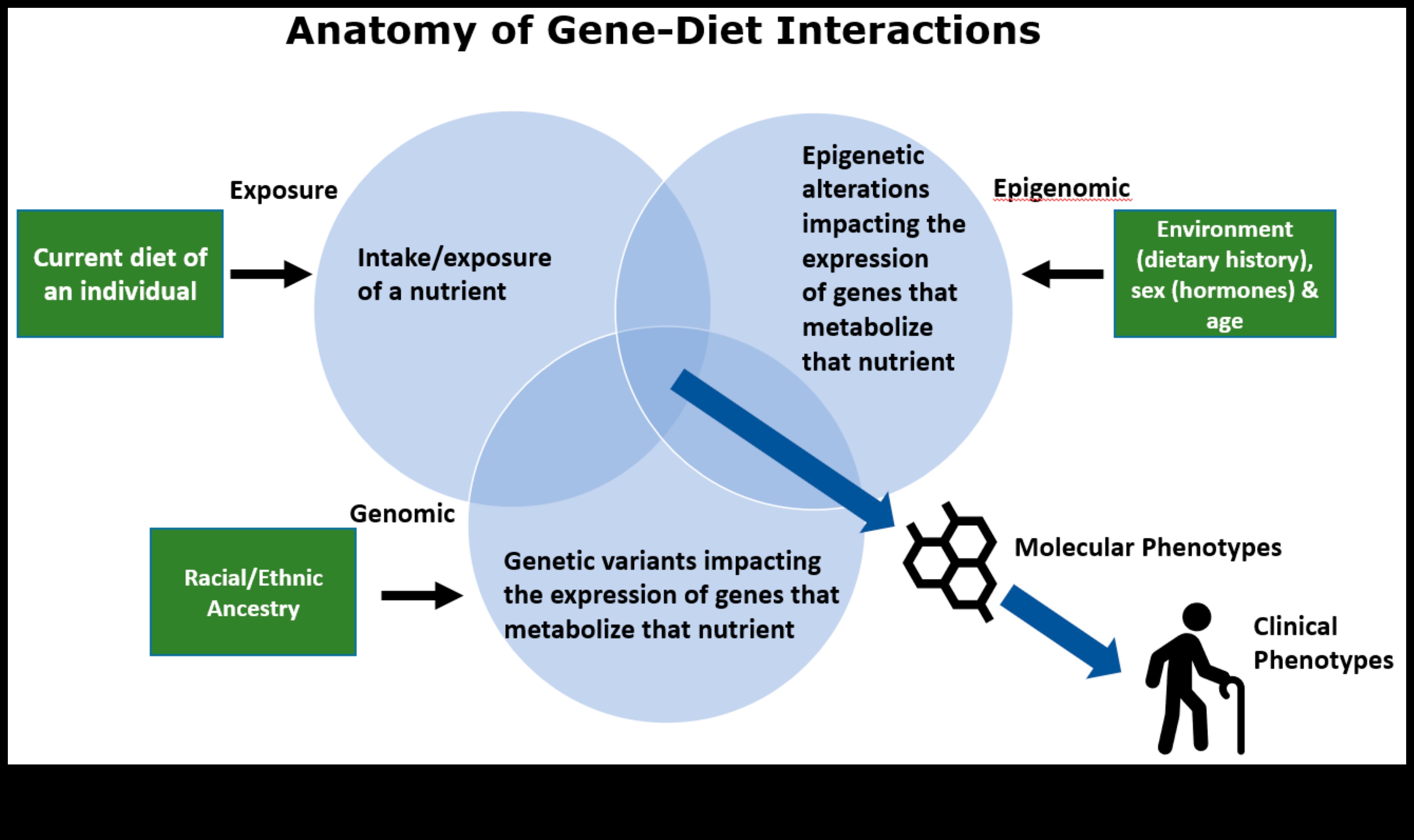 Genlerinizi Haritalandırma: Kişiselleştirilmiş Beslenme İçin Nutrigenomik